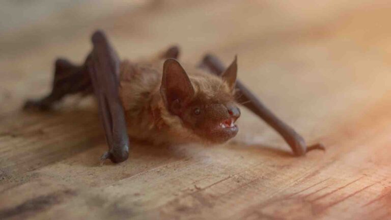 Bat In Your House? Here’s How To Get It Out.